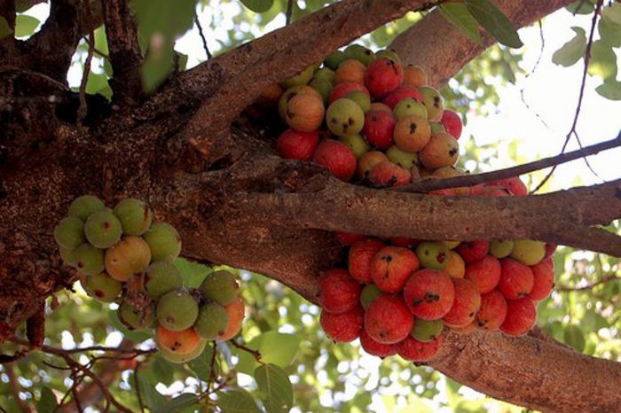 Ficus glomerata - a-alte seminte rare