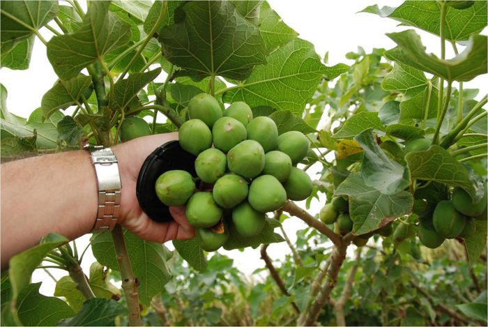 JATROPHA CURCAS - a-alte seminte rare