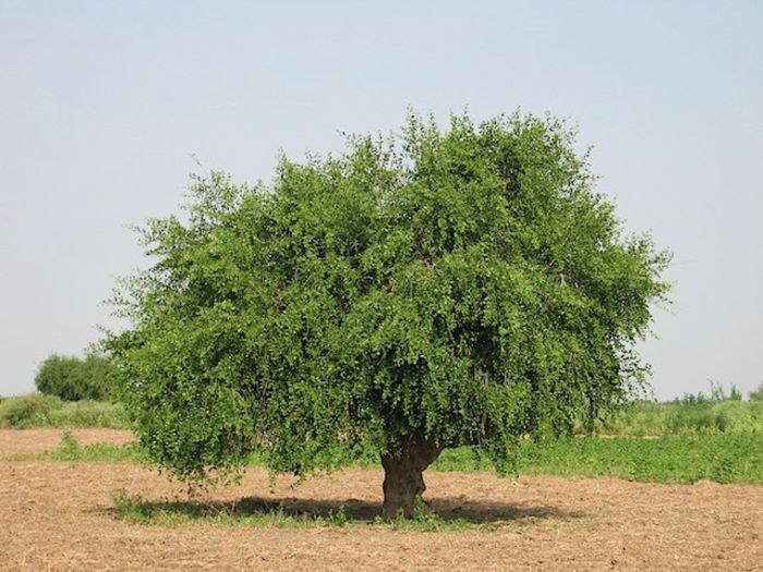 Salvadora persica - a-alte seminte rare
