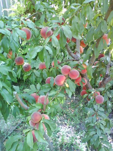 triumf aproape gata..