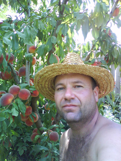 si gospodaru linga pomul sau