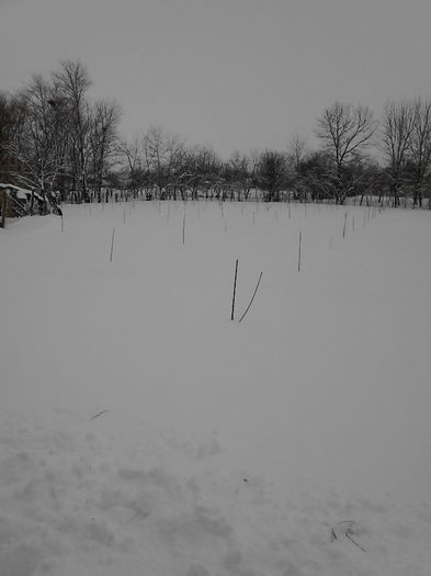 IMG_20140127_133208 - Iarna lui 2014