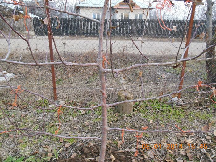 măr Jonagold pe spalier