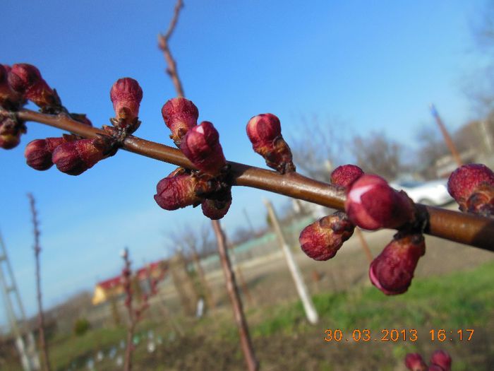 boboci de floare la cais - primavara in livada