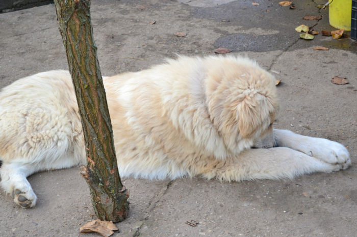 DSC_0145 - paza la curte