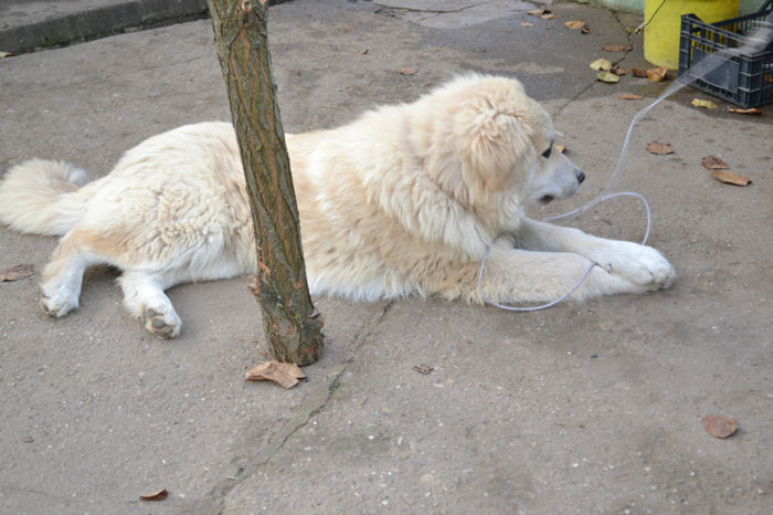 DSC_0144 - paza la curte
