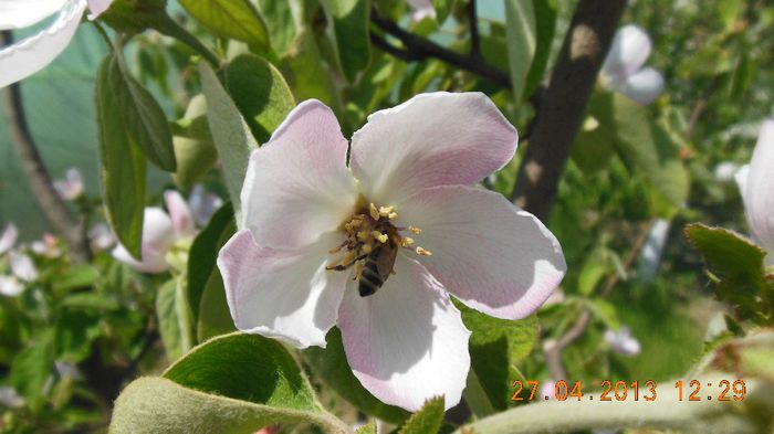 floare de gutui - pomii infloriti 2013