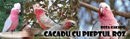 papagali-vorbitori - Cacadu cu piept roz