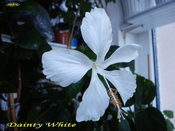 Dainty White (28-01-2014) - Hibiscusi 2014