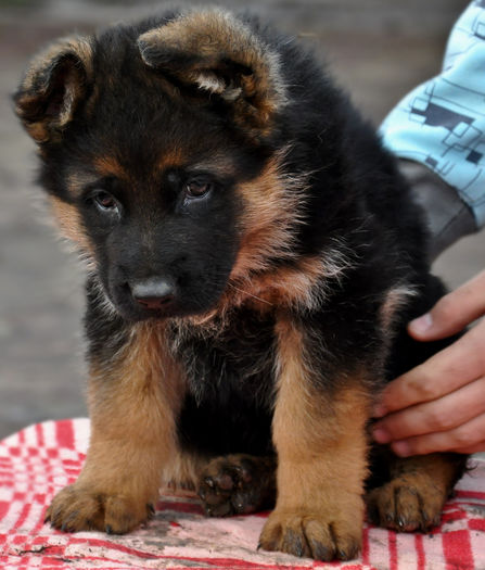 pui ciobanesc german; pui ciobanesc german (foto-5 saptamani) de vanzare in 2014 cu pedigree,cip, carnet de sanatate
T: Ghandi vom Roten Acker (Germania) ,, nepotul vicecampionului mondial Hill Farbenspield)
