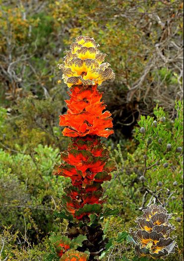 hakea-victoria - a-alte seminte rare