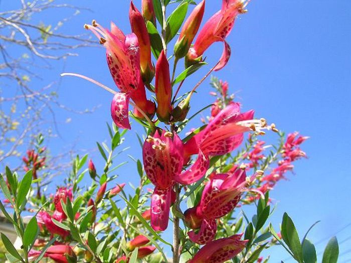Eremophila maculata - a-alte seminte rare