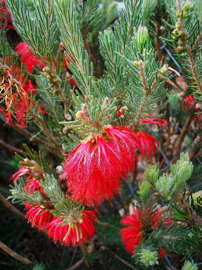 Calothamnus quadrifidus