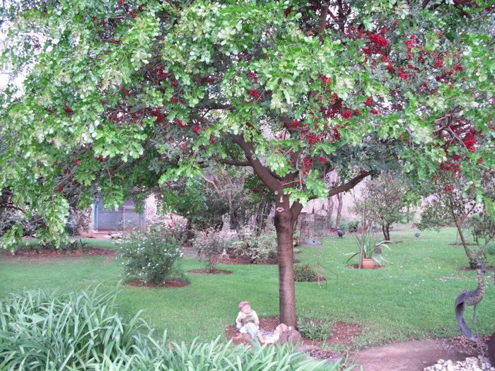 SCHOTIA BRACHYPETALA - a-alte seminte rare