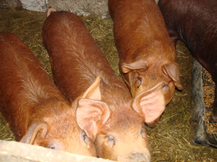 scroafe duroc 1 - x - PORCI DUROC