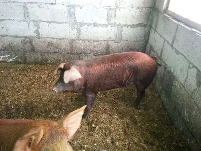 scroafe duroc 2 - x - PORCI DUROC