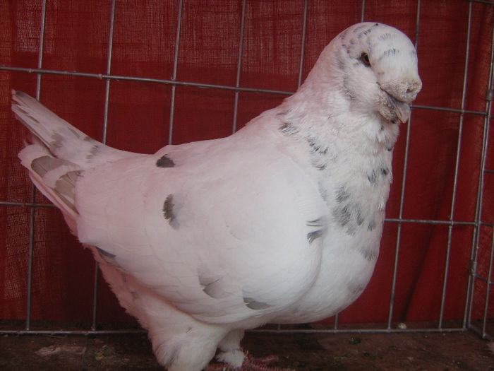 Vandut - 3-AMERICANI MATCA 2014