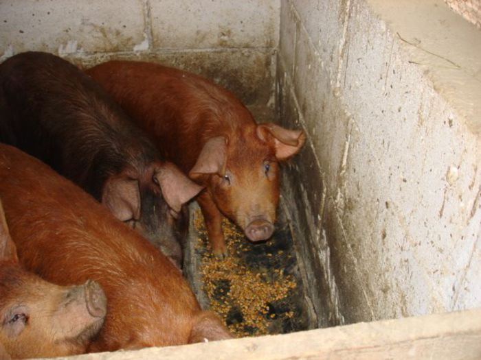 duroc - x - PORCI DUROC