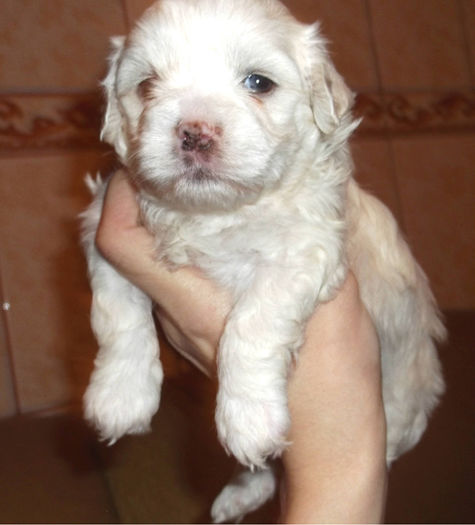  - BICHON HAVANEZ diverse culori-VANDUTI