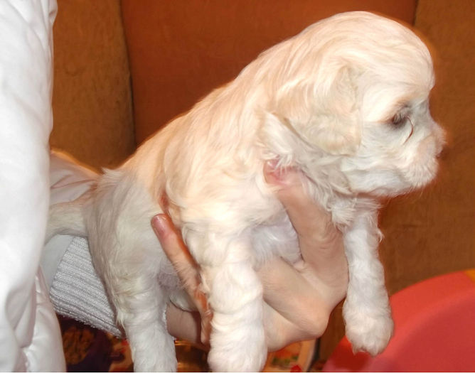  - BICHON HAVANEZ diverse culori-VANDUTI