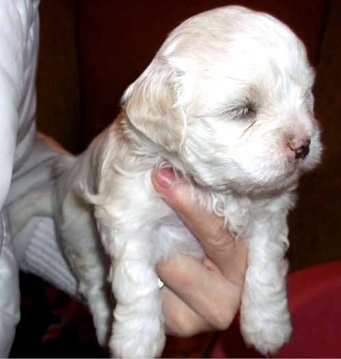  - BICHON HAVANEZ diverse culori-VANDUTI