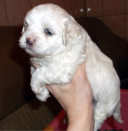  - BICHON HAVANEZ diverse culori-VANDUTI