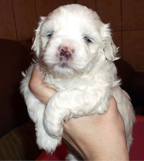  - BICHON HAVANEZ diverse culori-VANDUTI