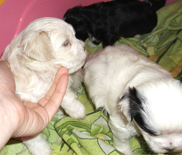  - BICHON HAVANEZ diverse culori-VANDUTI