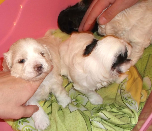  - BICHON HAVANEZ diverse culori-VANDUTI