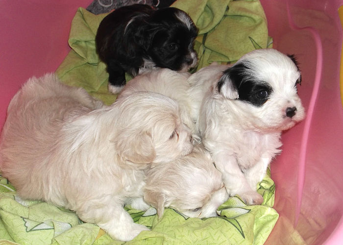  - BICHON HAVANEZ diverse culori-VANDUTI