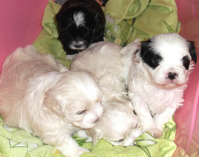  - BICHON HAVANEZ diverse culori-VANDUTI