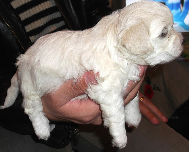  - BICHON HAVANEZ diverse culori-VANDUTI
