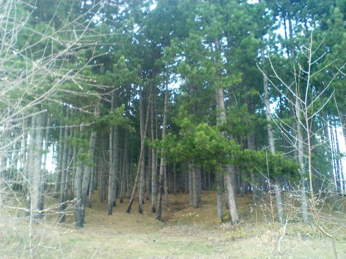 bradutii aveau hainute verzi