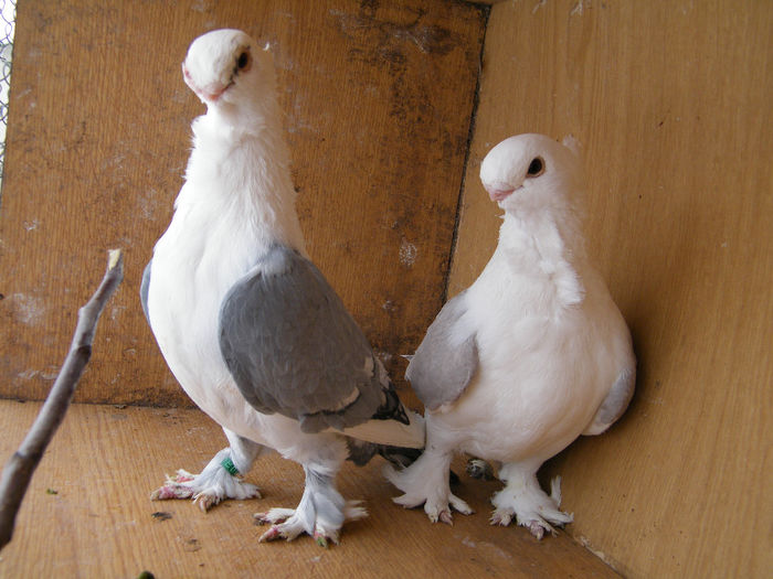 PERECHEA NR 2 S