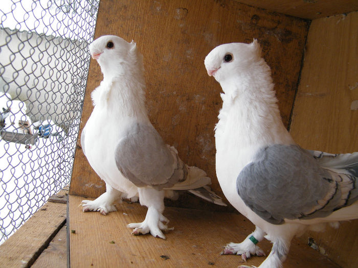 PERECHEA NR 3 S