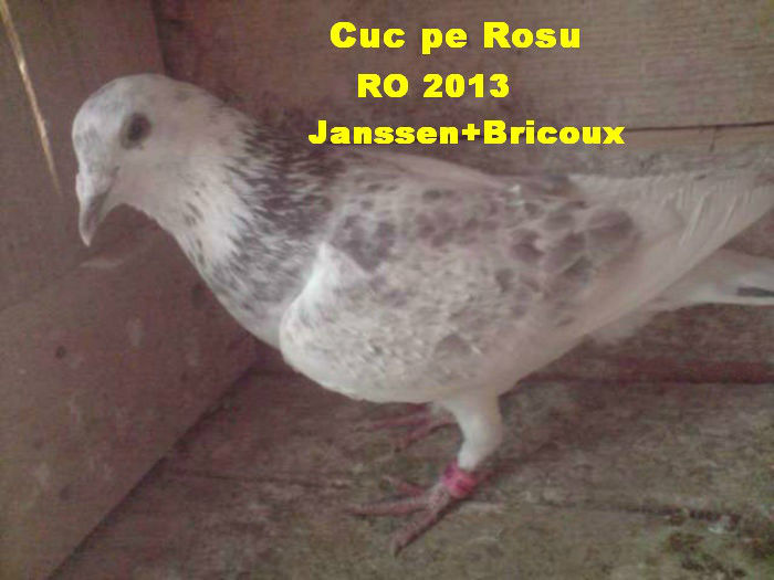 Cuc pe Rosu RO 2013; donat in Galati
