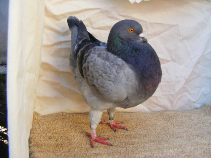 Femela 2013 - 2 Porumbeii King