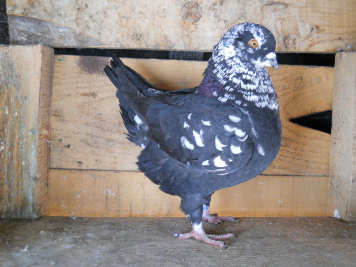 Mascul 2012 - 2 Porumbeii King