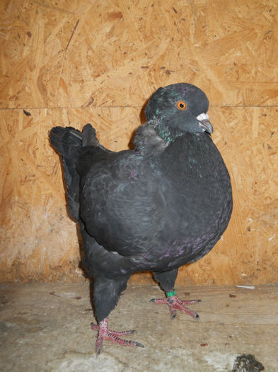 Mascul 2013 - 2 Porumbeii King