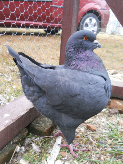 Mascul 2013 - 2 Porumbeii King