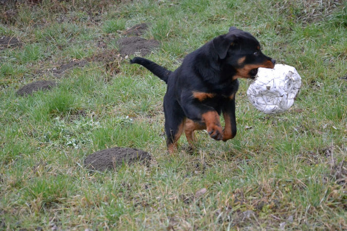 DSC_0423 - Kira - femela rottweiler