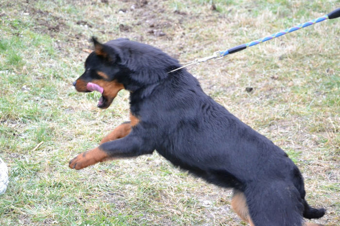 DSC_0440 - Kira - femela rottweiler