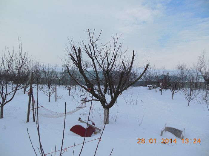 cais după tăiere drastică - pomii iarna 28-01-2014
