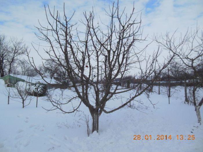 măr - pomii iarna 28-01-2014