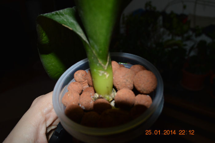 DSC_0796 - Orhidee trecute in substrat semi-hidroponic