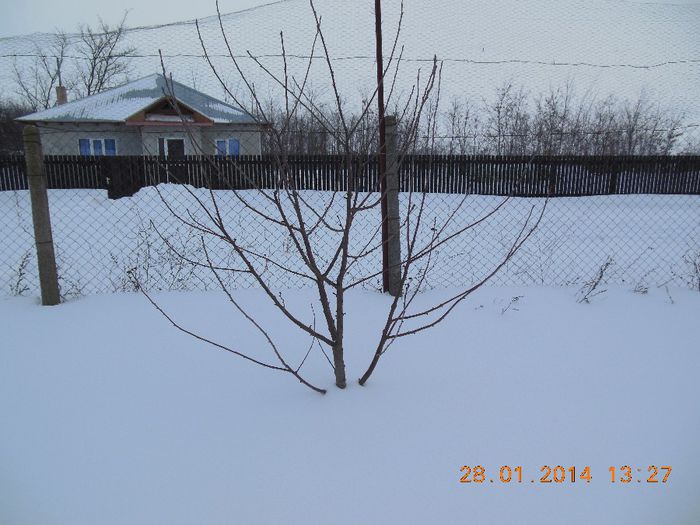 visin - pomii iarna 28-01-2014