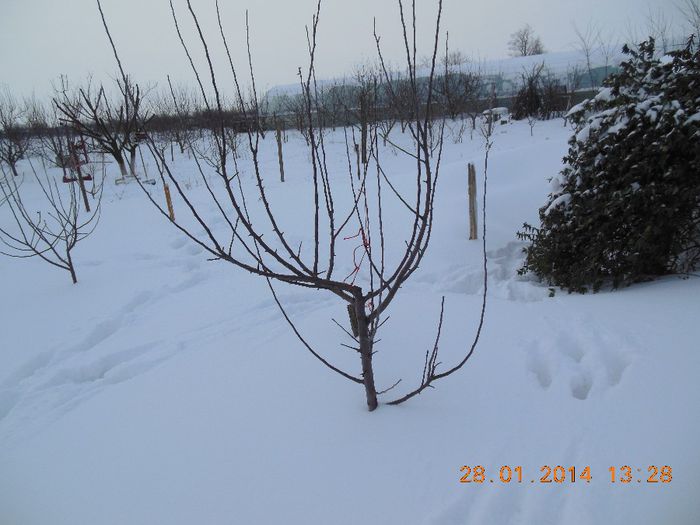 Jonagold - pomii iarna 28-01-2014