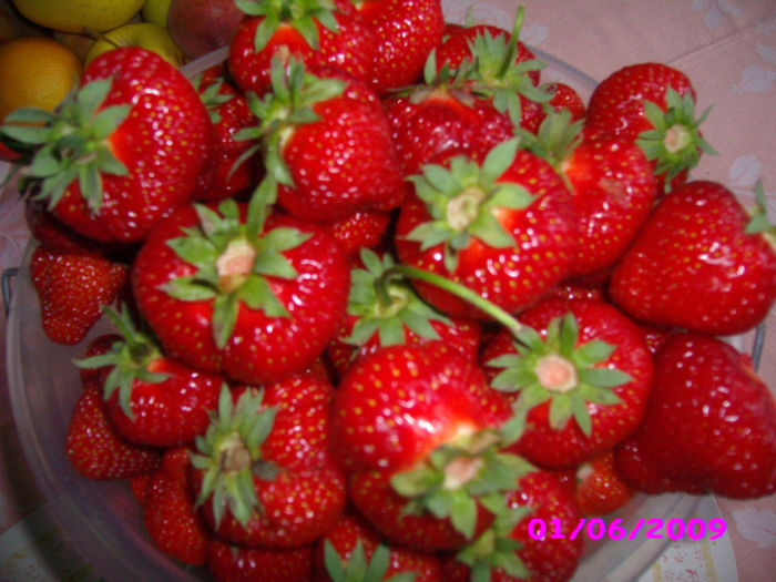 IMG_1037 - ProVegan