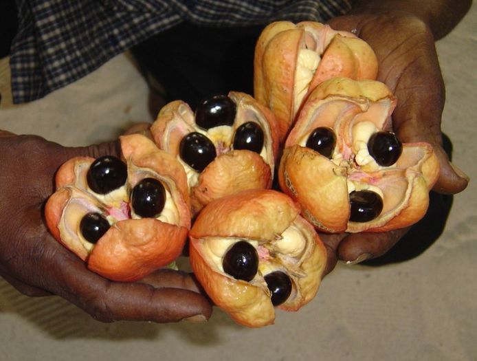 ackee - a-alte seminte rare