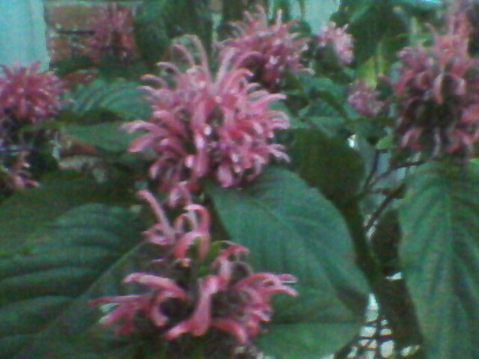 iacobina